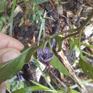 Puede incluir: Primer plano de una flor morada con cinco pétalos y un centro amarillo. La flor crece en un tallo verde con hojas.