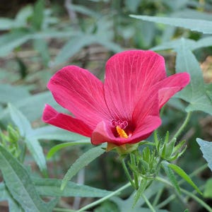 Rosella nativa australiana, 50 semi, Abelmoschus moschatus subs. tuberosus. Muskmallow, Gombo musqué, Bisamstrauch, fiore con semi di muschio rosa.