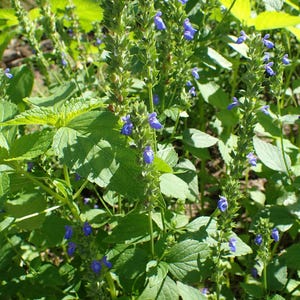 Pode incluir: Close-up de plantas de chia com folhas e caules verdes vibrantes. Pequenas e delicadas flores azuis florescem ao longo dos caules, criando um contraste com a folhagem verde. A imagem é bem iluminada, mostrando a beleza natural da planta.
