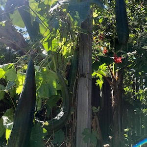 Puede incluir: Imagen soleada de un jardín con largas calabazas de color verde oscuro colgando de enredaderas. Las calabazas son cilíndricas y curvadas, con una superficie texturizada. También se ven hojas verdes exuberantes y un poste de madera.