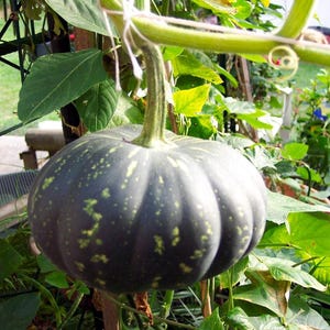 Zucca giapponese 20 semi, Cucurbita moschata. Heirloom Kent ceppo, der Kürbis, la calabaza, la zucca, pumpa, la , dovleacul, elegede