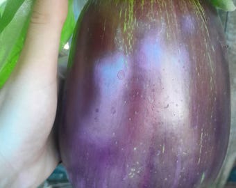 Aubergine 50 seeds, Solanum melongena. "Black Beauty" eggplant, heirloom vegetable seed. aswad brinjal, Mélongène, Eierfrucht, berinjela