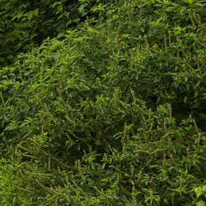 Perpetual basil 50 seeds, Ocimum gratissimum. Large hedge basil, edible leaves, attracts bees,. Clove basil, African basil, perennial plant