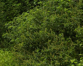 Basilic perpétuel 50 graines, Ocimum gratissimum. Grande haie de basilic, feuilles comestibles, attire les abeilles. Basilic en clou de girofle, basilic africain, plante vivace