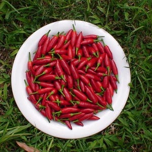Bird&#39;s Eye Chilli 25/50 seeds, Capsicum frutescens. Tabasco pepper, thai chillies, Pepperoncini, Piment enragé, Ziegenpfeffer heirloom seed