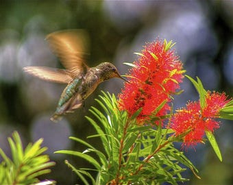 Könnte beinhalten: Ein Kolibri mit grünen und braunen Federn schwebt in der Nähe einer Gruppe roter Callistemon-Blüten.