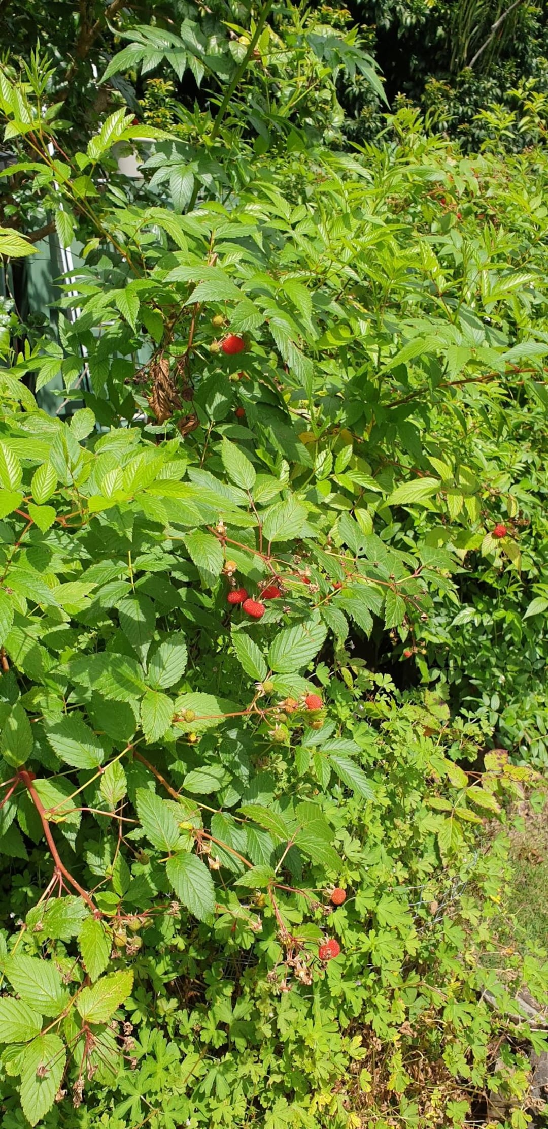 Native Raspberry Seed Atherton Raspberry, 25 Seed Rubus Probus. Australian Native Wild ...