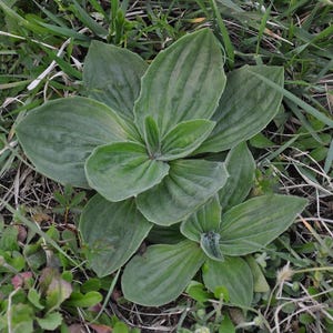 Plantago major, Broadleaf plantain greens 100 seeds. Ribwort, rippleseed, glat vejbred, grand plantain, Breitwegerich, cinquenervia seed