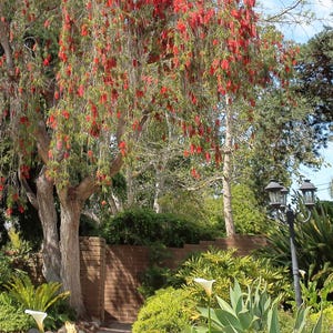 Crimson weeping bottlebrush 300 seeds, Melaleuca viminalis. Australian native tree seeds, creek bottlebrush, red paperbark, paperbark tree