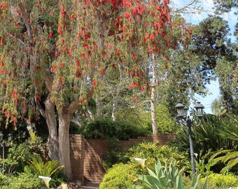 Könnte beinhalten: Ein roter Flaschenbürstenbaum mit langen, herabhängenden Zweigen mit roten Blüten. Der Baum steht in einem Garten mit anderen Bäumen und Pflanzen. Im Hintergrund befinden sich auch mehrere schwarze Metalllaternen.