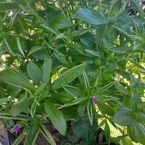 Waterleaf seeds, 25/50 pack Talinum fruticosum. Ceylon spinach, Suriname purslane, sweetheart, Grassé grand pourpier leafy heirloom greens