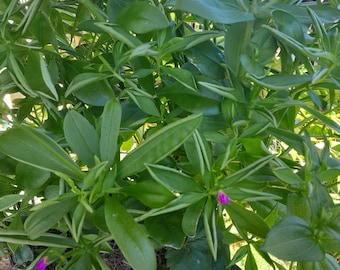 Waterleaf seeds, 25/50 pack Talinum fruticosum. Ceylon spinach, Suriname purslane, sweetheart, Grassé grand pourpier, Amazon spinach greens