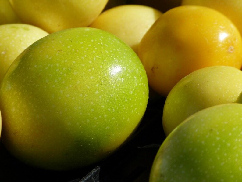 Yellow Passionfruit Seeds - Passiflora Edulis Flavicarpa, 50 Seeds For Growing