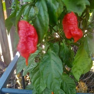 Carolina Reaper 25/50 seeds, Capsicum chinense chilli plants. Chile seed Naga pepper x Habanero, 1.6million Scoville chili pimenta
