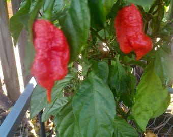 Carolina Reaper 25/50 Seeds, Capsicum Chinense Chilli Plants. Chile Seed  Naga Pepper X Habanero, 1.6million Scoville Chili Pimenta - Etsy Israel