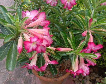 Bangkok kalachuchi 25 seeds Adenium obesum. Desert rose, rosy adenium, sabi star, impala lily, kudu, sandrose, mock azalea