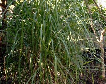 50 semillas de limoncillo, Cymbopogon flexuosus. Limoncillo de la India Oriental, variedad alta, pasto de Malabar, pasto de Ostión
