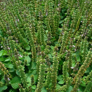 Thai basil seeds, Ocimum americanum 50 pack. Hoary basil, american basil, tulasi, Wildes Basiliku, lime basil, fragrant herbaceous annual