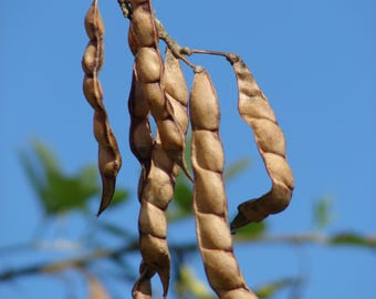 Pois d'Angole, 50/100 graines de Cajanus cajan. Gramme rouge, toor dal. Arbre d'alimentation du bétail fixateur d'azote