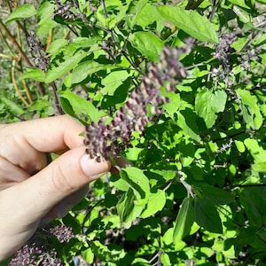 Heilige basilicum van Tulsi, verpakking met 45 zaden, Ocimum tenuflorum. Heilige basilicum, albahaca, basilikum, manjericão, basílio, basile, geurend kruid Tulasi