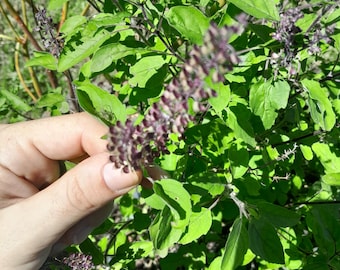 Albahaca sagrada de Tulsi, paquete de 45 semillas, Ocimum tenuflorum. Albahaca santa, albahaca, basilikum, manjericão, basílio, albahaca, hierba aromática de Tulasi