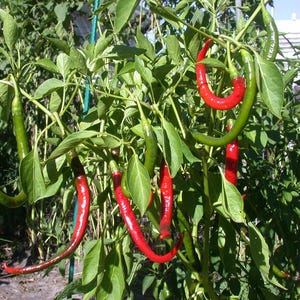 Cayenne chilli pepper 50 seeds Capsicum annuum. Heirloom chile, pepperoncino, piment, paprika, pimiento, pimentão, spansk pepper seed pack