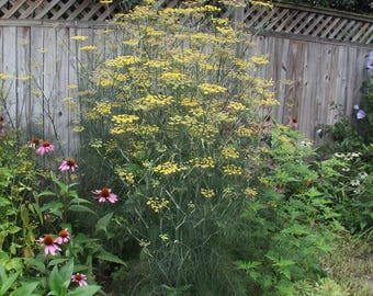 Finocchio 25/50 semi, Foeniculum vulgare. Hinojo, Fenykl, Almindelig fennikel, erva-doce, koromač aroma di anice. Stock di semi di cimelio