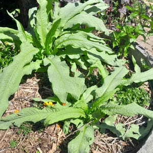 アスパラガス レタス 25/50/100 種子、Lactuca indica。ウォソン、セルタス、ソードレタス、インディアンツリーレタス、アルメイロンロクソ、サラート・インディスキー種子