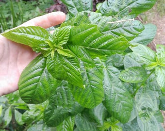 ägyptischer Spinat, Corchorus olitorious.  25/50/100/200/1000 Samen. Salatmalve, Afrikanische Jutemalve, Molokhia, Krinkrin, Langkapseljute