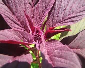 Amaranth edible greens 50 seed, Amaranthus tricolor. Amarante tricolore, Gemüseamarant, graine d amaranthe, yin choi, love-lies-bleeding