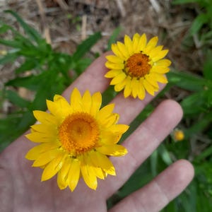 50 semi di Xerochrysum vicosum, Margherita di carta australiana. Semprevivo appiccicoso, Margherita di carta, Semprevivo lucido, Fiore di paglia, Semi di fiore di carta