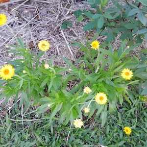 Op de afbeelding: Een close-up van heldergele bloemen met oranje centra, omringd door groene bladeren. De bloemen staan in volle bloei, met verschillende knoppen zichtbaar. De planten groeien buiten, met droog gras en andere groene planten op de achtergrond.