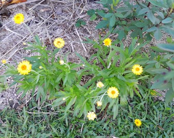 Könnte beinhalten: Nahaufnahme von leuchtend gelben Blüten mit orangefarbenen Zentren, umgeben von grünem Laub. Die Blüten stehen in voller Blüte, mit mehreren sichtbaren Knospen. Die Pflanzen wachsen im Freien, mit trockenem Gras und anderem Grün im Hintergrund.