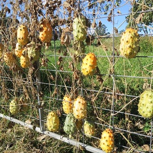 Puede incluir: Una colección de frutos oblongos y espinosos, en tonos amarillos y verdes, cuelgan de una valla metálica. Las frutas están unidas a enredaderas con hojas secas, sobre un fondo de hierba verde y cielo azul.
