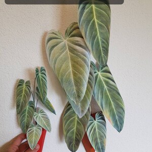 Pu&ograve; includere: Decorazione murale con grandi foglie verdi strutturate con venature evidenti, montate su forme geometriche rosse. Le foglie hanno un aspetto morbido e vellutato. Il testo in alto recita "Make it in any size (these are just examples)".