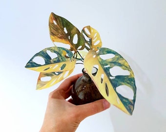 Plant print digital download Monstera, realistic fake plant, funny house decor, paper plant PDF, Plant clipart, fake plant,