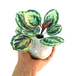 Pu&ograve; includere: Un piccolo vaso rotondo in ceramica bianca contiene una vivace pianta verde con grandi foglie decorate. Le foglie mostrano un mix di tonalit&agrave; verdi chiare e scure con accenti gialli e bordeaux. La pianta &egrave; su sfondo bianco.