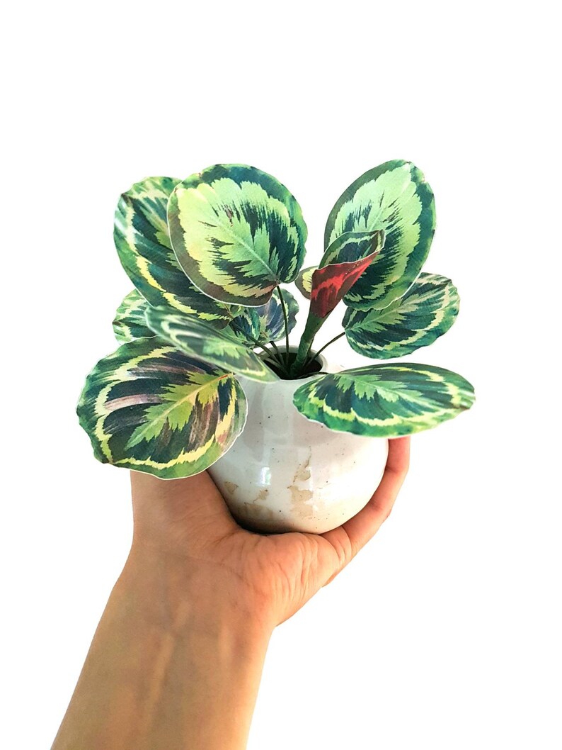 Pu&ograve; includere: Un piccolo vaso rotondo in ceramica bianca contiene una vivace pianta verde con grandi foglie decorate. Le foglie mostrano un mix di tonalit&agrave; verdi chiare e scure con accenti gialli e bordeaux. La pianta &egrave; su sfondo bianco.