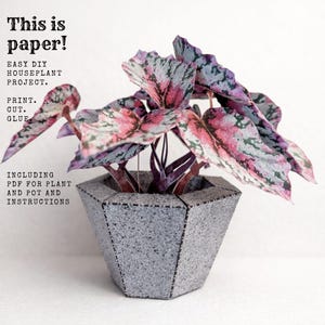 May include: A paper houseplant project featuring a begonia plant with pink, green, and purple leaves in a gray geometric pot. The image includes text that reads "This is paper!" and instructions for printing, cutting, and gluing.