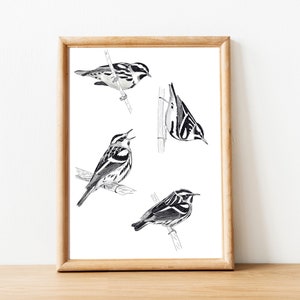 4 Black-and-white Warblers, Bird Watercolor Room Wall Decor Printable Art Fine Art Downloadable Animal Illustration Painting Interior draw