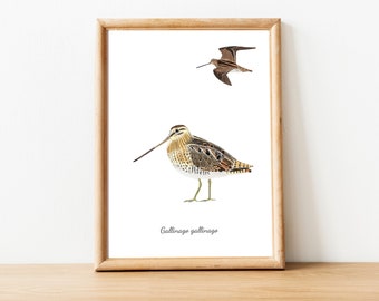 Common Snipe, Bird Watercolor, Wall Decor, Wall Art, Printable Art, Downloadable, Animal, Room Wall Decor, Illustration, Painting