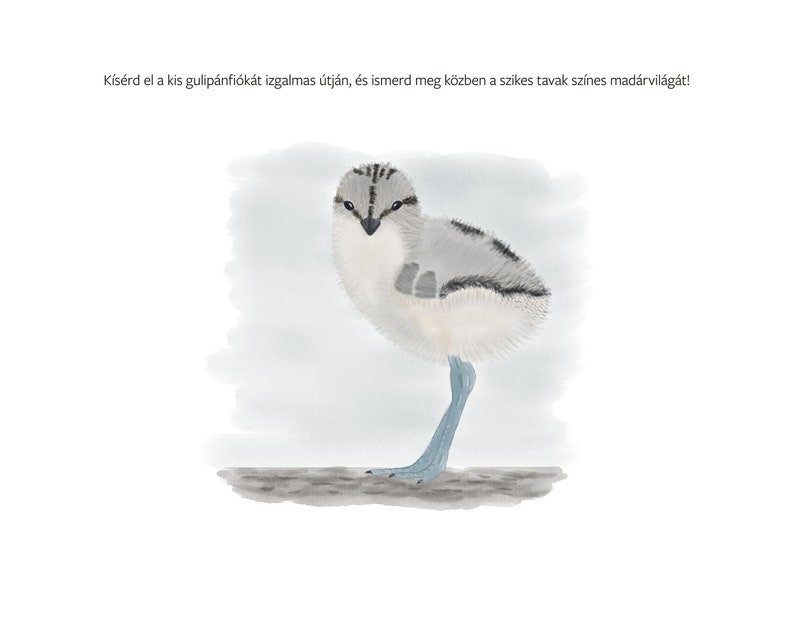 A bátor kis gulipán e-könyv. Ismeretterjesztő gyerekkönyv. Gyerekkönyv a szikes tavak madárvilágáról. 23 színes illusztráció. zdjęcie 3