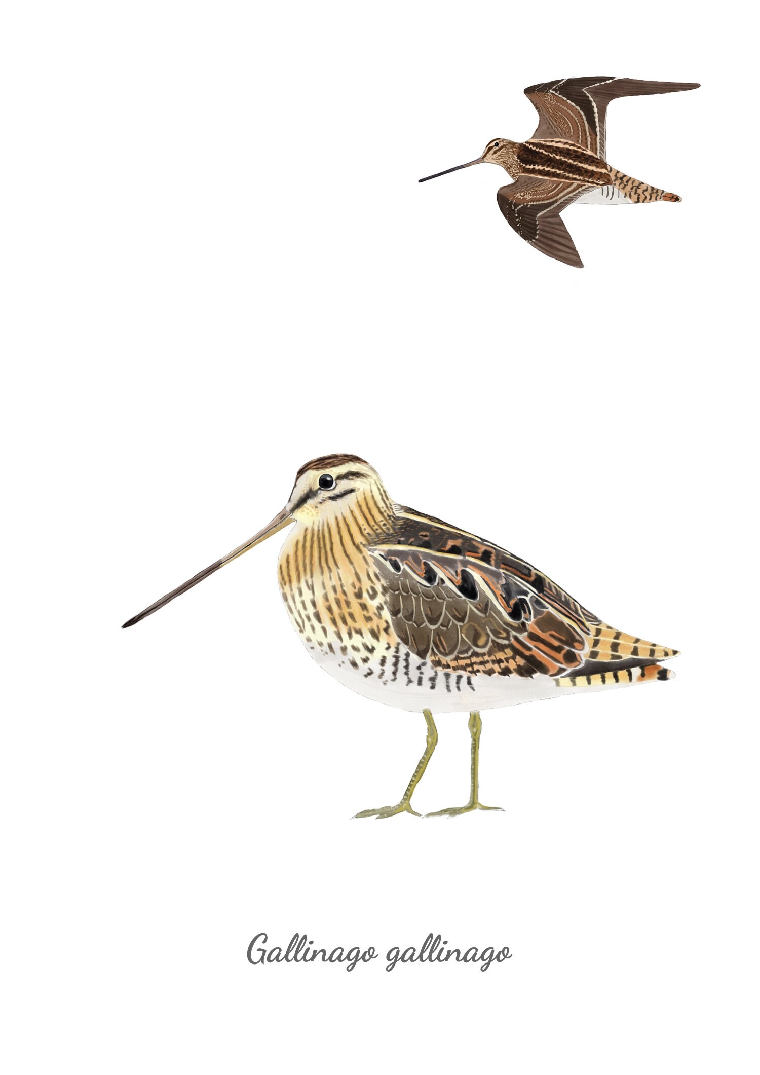 Common Snipe, Bird Watercolor, Wall Decor, Wall Art, Printable Art ...