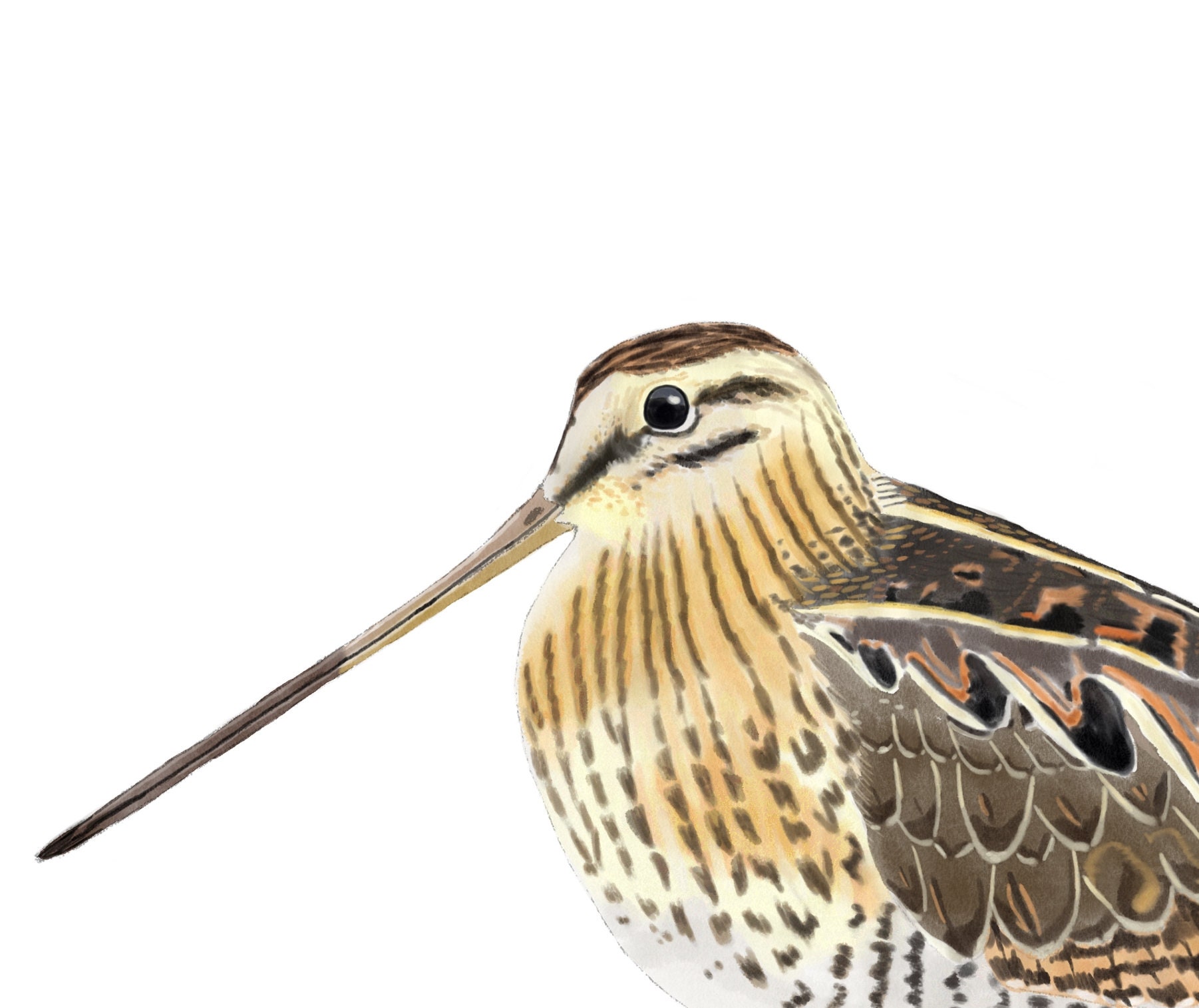 Common Snipe, Bird Watercolor, Wall Decor, Wall Art, Printable Art ...