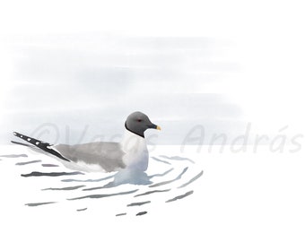 Sabine's Gull, A4 Giclee Fine Art Print, birds print, bird illustration, birder gift, watercolor painting, arctic wall decor, nature artwork