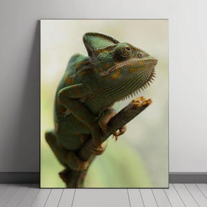 Realistic Chameleon Wall Art Print, Digital Animal Photography, Colorful Wildlife Decor, Nature-Inspired Artwork