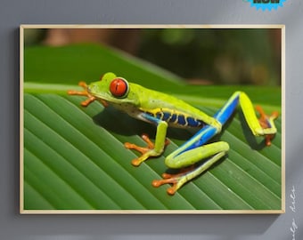 Tree Frog Wall Art, Colorful Frog Photography Print, Vibrant Nature Decor
