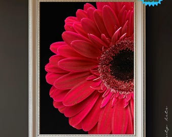 Leuchtend rosa Gerbera Daisy Print: Blumenfotografie (Digital Download)