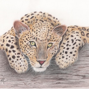 Biglietti di auguri, leopardo che riposa su un albero, disegno a matita colorata, biglietto di auguri con busta e belle arti della fauna selvatica, interno vuoto