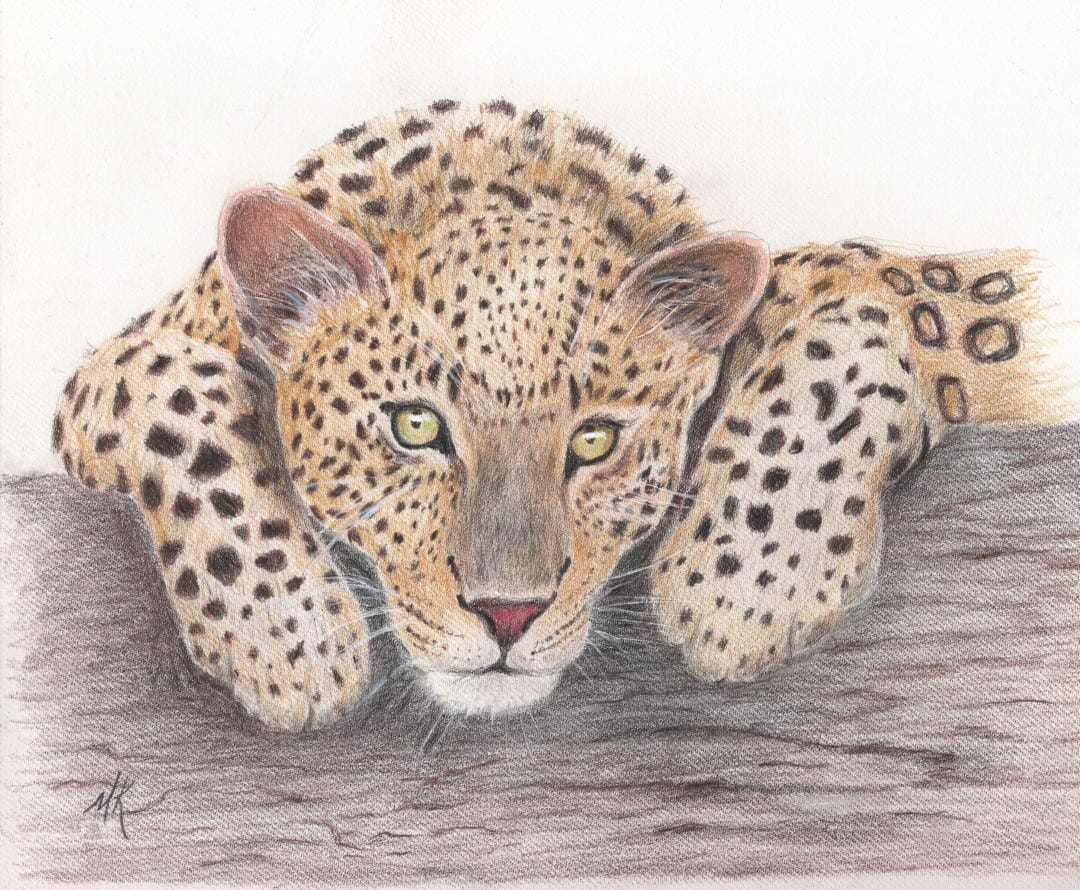 Wall Art Print, Leopard Resting on a Tree, Colored Pencil Drawing ...